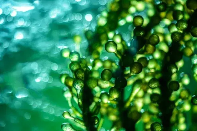 Biofertilizantes de algas: O que é e benefícios