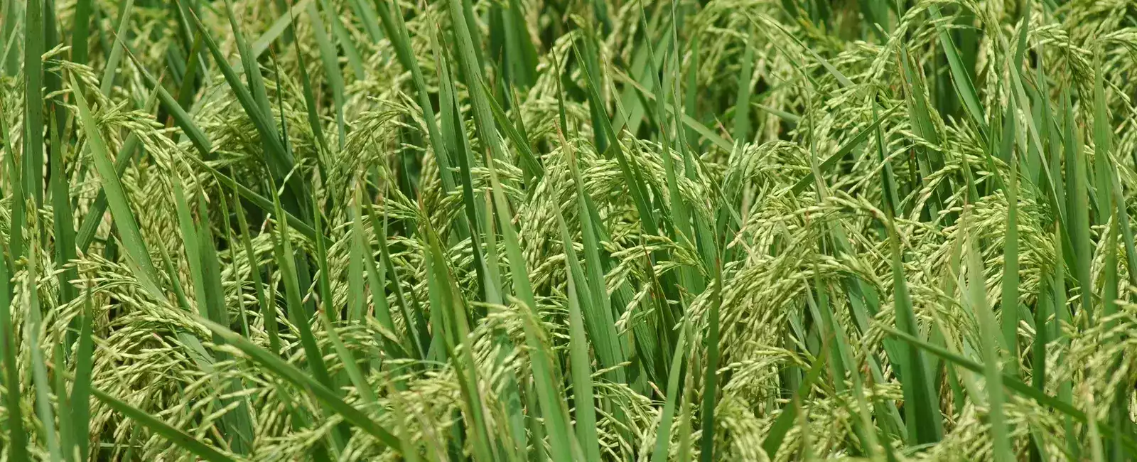 Plantas de arroz verde