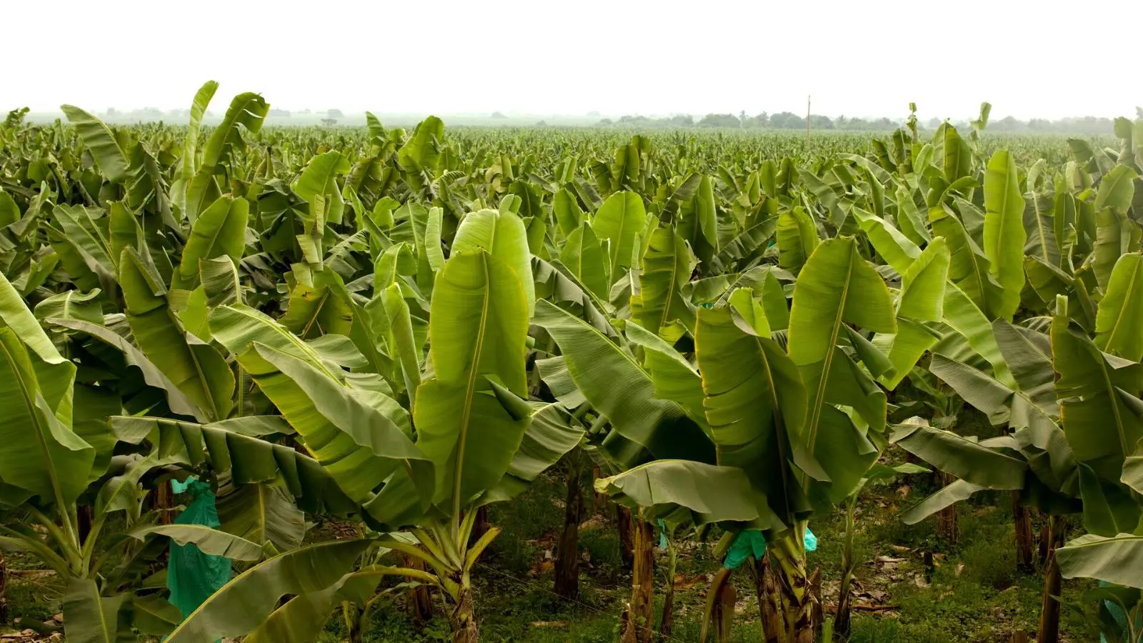 Bananal