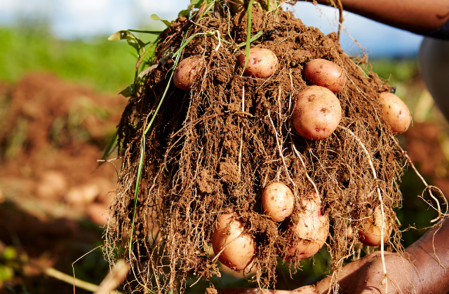 Nutrientes e o Desenvolvimento da Batata | Yara Brasil