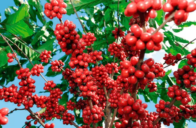 Nutrição do Café | Yara Brasil