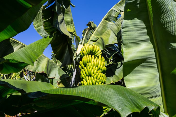Banana: Saiba mais sobre a importância dessa fruta para a cultura e a ...