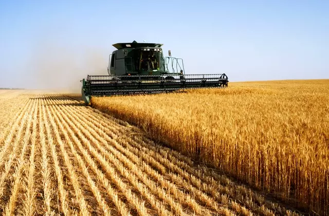 Plantio de trigo: como ter mais rentabilidade? | Yara Brasil