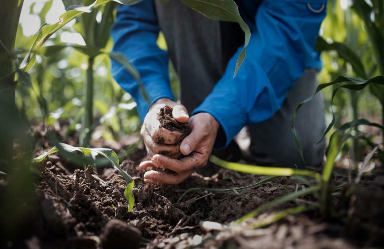 Agricultor colhendo solo com as mãos