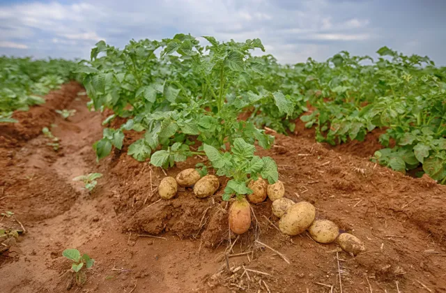 Plantação de Batatas