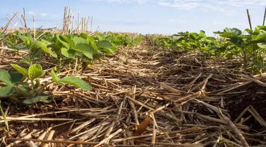 Solo com cobertura de palhada