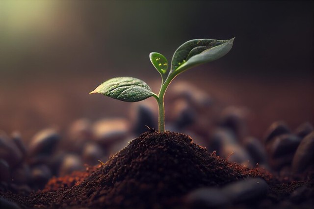 Fertilizante foliar: entenda o que é e como funciona