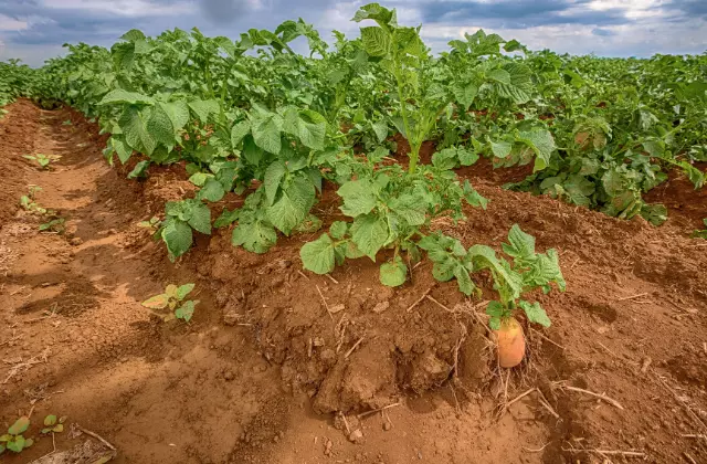 Plantação de batatas em fileiras