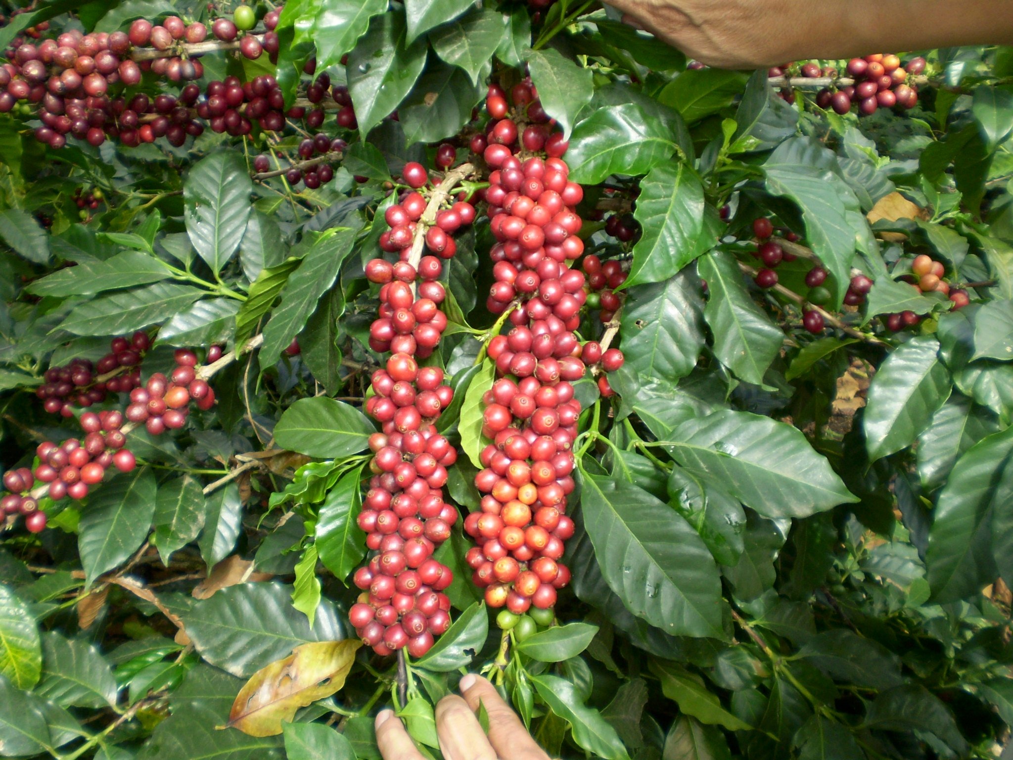 YaraLiva NITRABOR para café