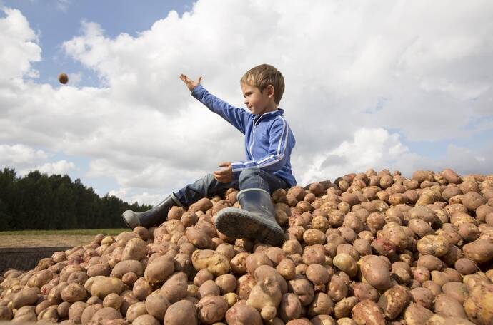 Menino sentado junto a batatas