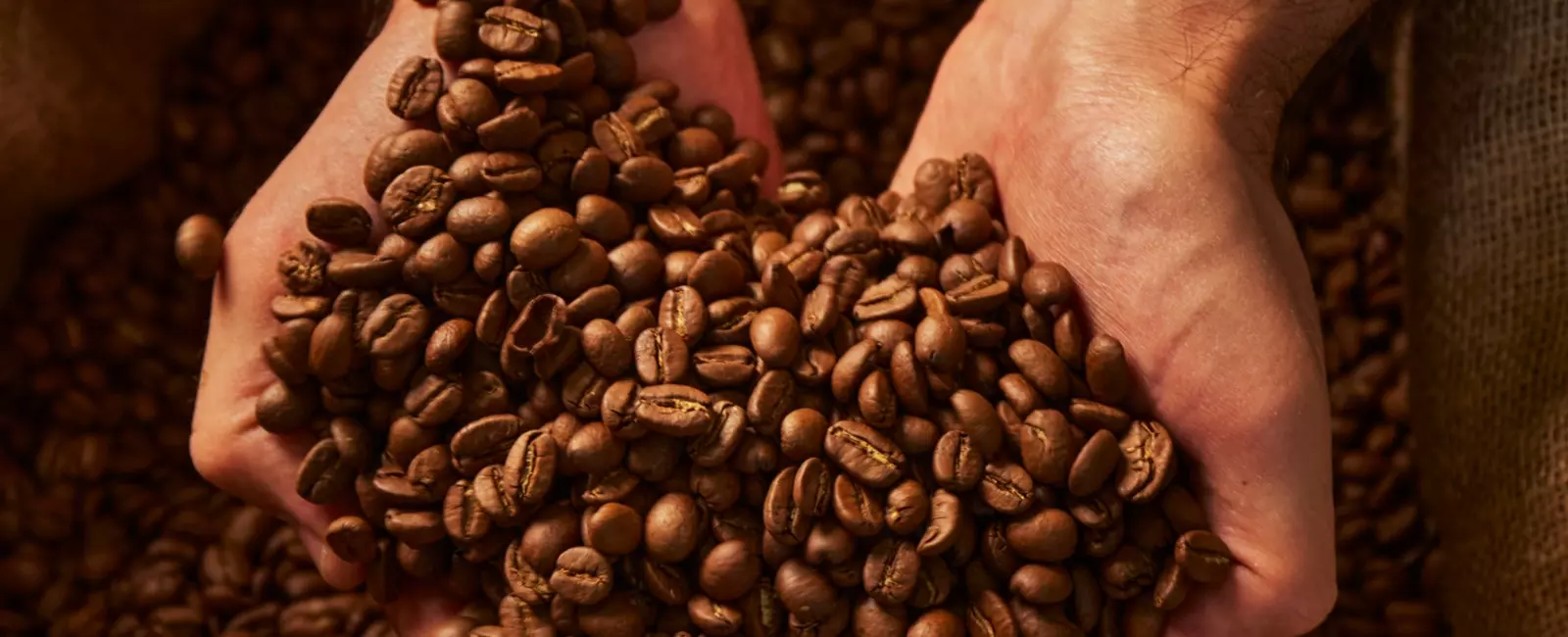 Mãos segurando grãos de café torrados
