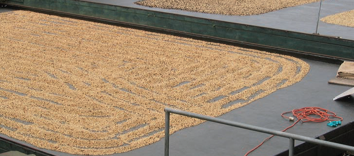 Qualidade dos grãos