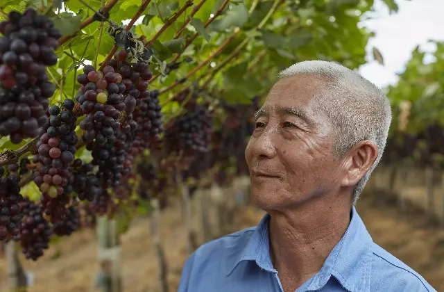 Homem olhando para uvas