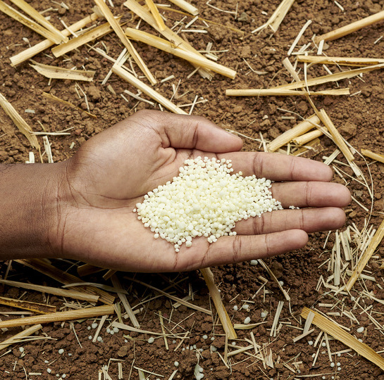 Mão com fertilizante YaraLiva NITRABOR