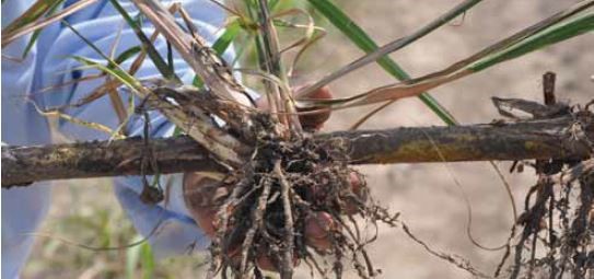 Melhor desenvolvimento e enraizamento por YaraVita Bortrac e Zintrac - USA Testes