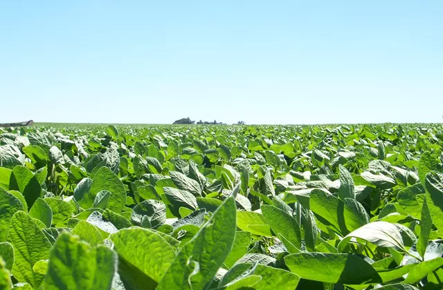 YaraVita GLYTREL — Fertilizante Foliar com Manganês e Fósforo 