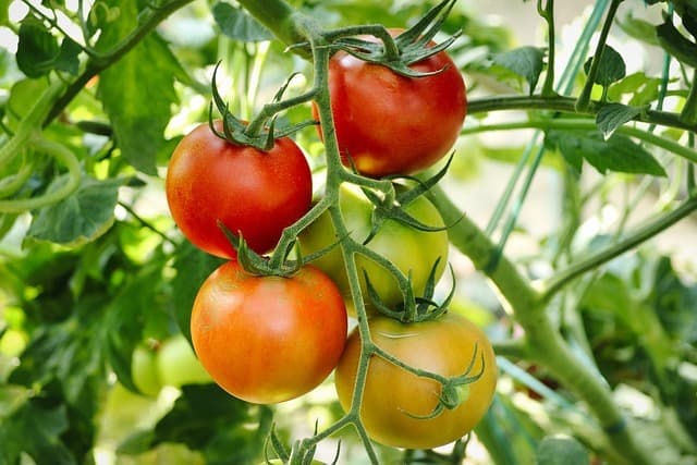 Plantação de tomate: 3 Cuidados para começar bem