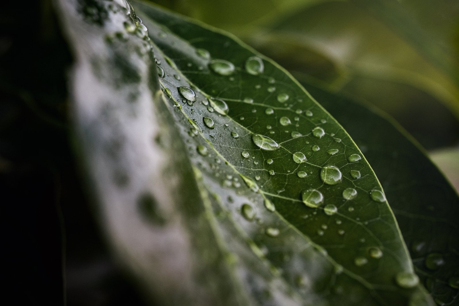 YaraAmplix e YaraVita