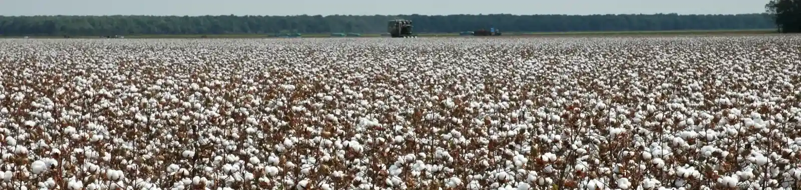 Plantação de algodão com horizonte ao fundo