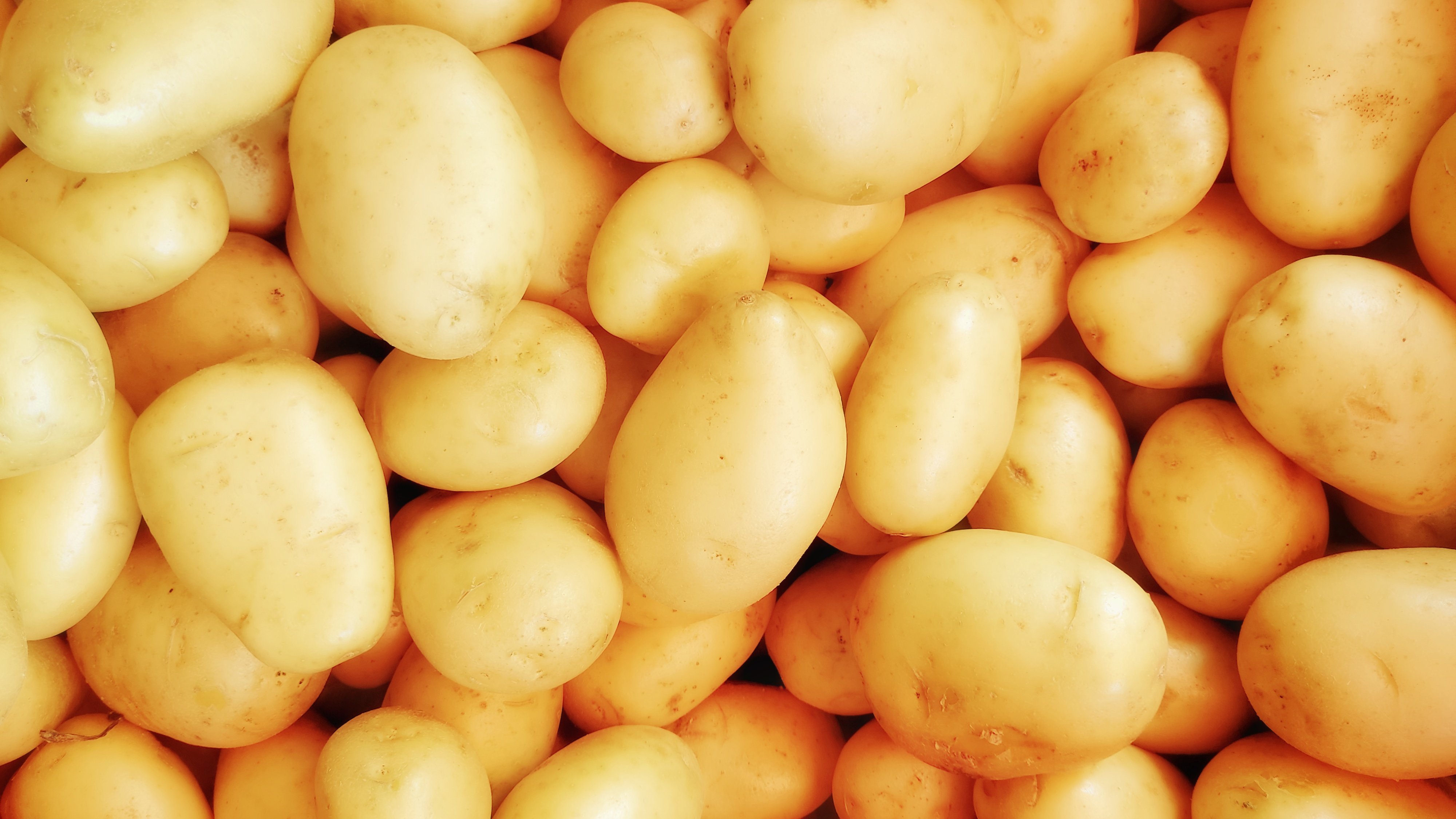 YaraLiva no cultivo da batata