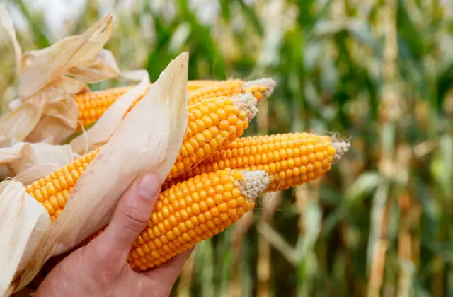  Produtividade do Milho — Manejo e Nutrição de Alto Rendimento