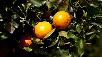 Desenvolvimento dos frutos