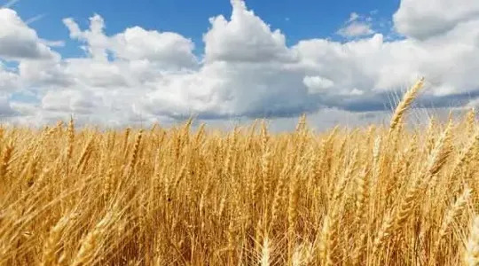 Plantação de trigo sob o sol