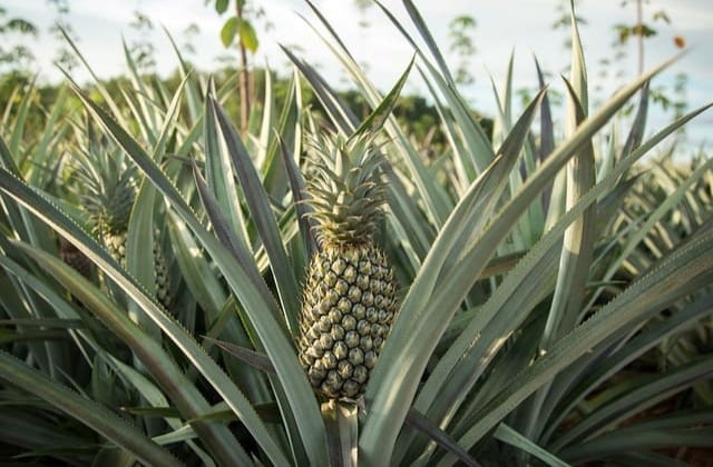 Plantação de abacaxi com folhas e frutos verdes