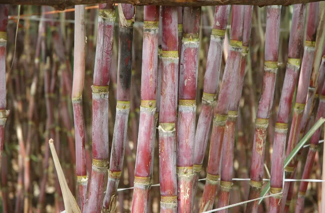  Resumo Sobre a Nutrição da Cana-de-Açúcar