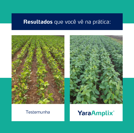 Resultado YaraAmplix BIOTRAC