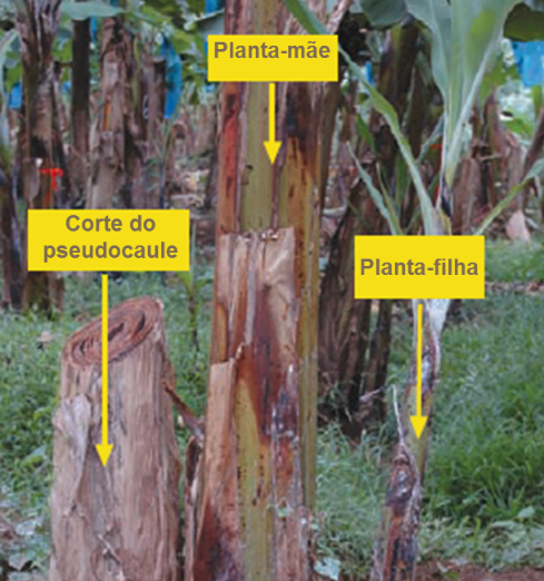 Unidade de produção ou “família”