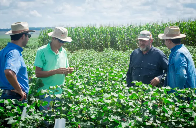 Produtores de Algodão no Campo