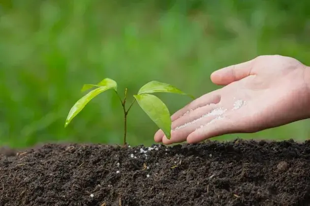 Fertilizantes NPK: Por que as suas culturas precisam