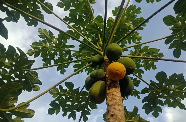 Mamões verdes e maduros no pé com céu ao fundo