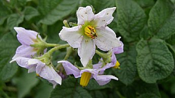 Floração e enchimento