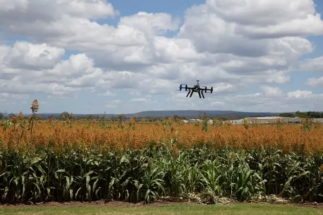 Drone Sobrevoando Agricultura