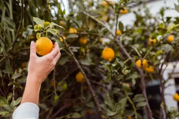 Floração de citros: Cuidados importantes nessa fase
