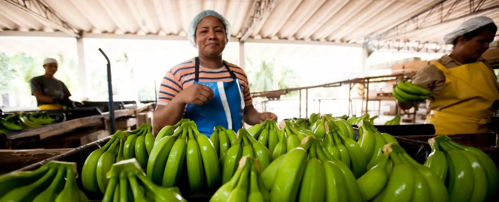 Pessoas selecionando bananas verdes