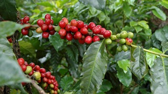 Maturação das bagas