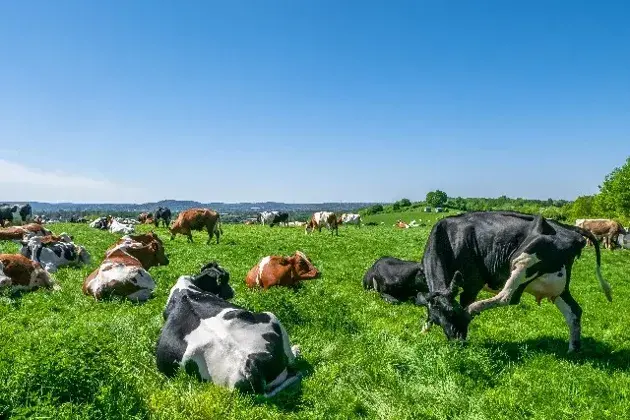 Conheça as estratégias para manejo de pastagem 