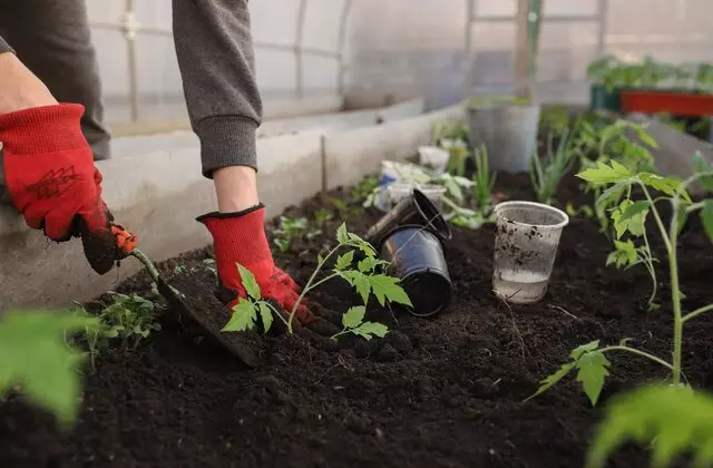 Pessoa com Luva Plantando no Jardim