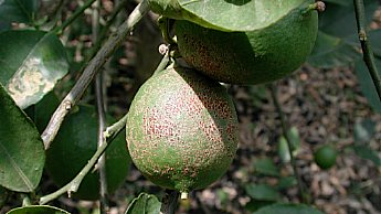 Red scale reduz a competitividade no mercado