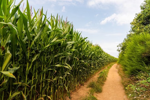 Plantação de milho: dicas para alcançar boa produtividade e qualidade