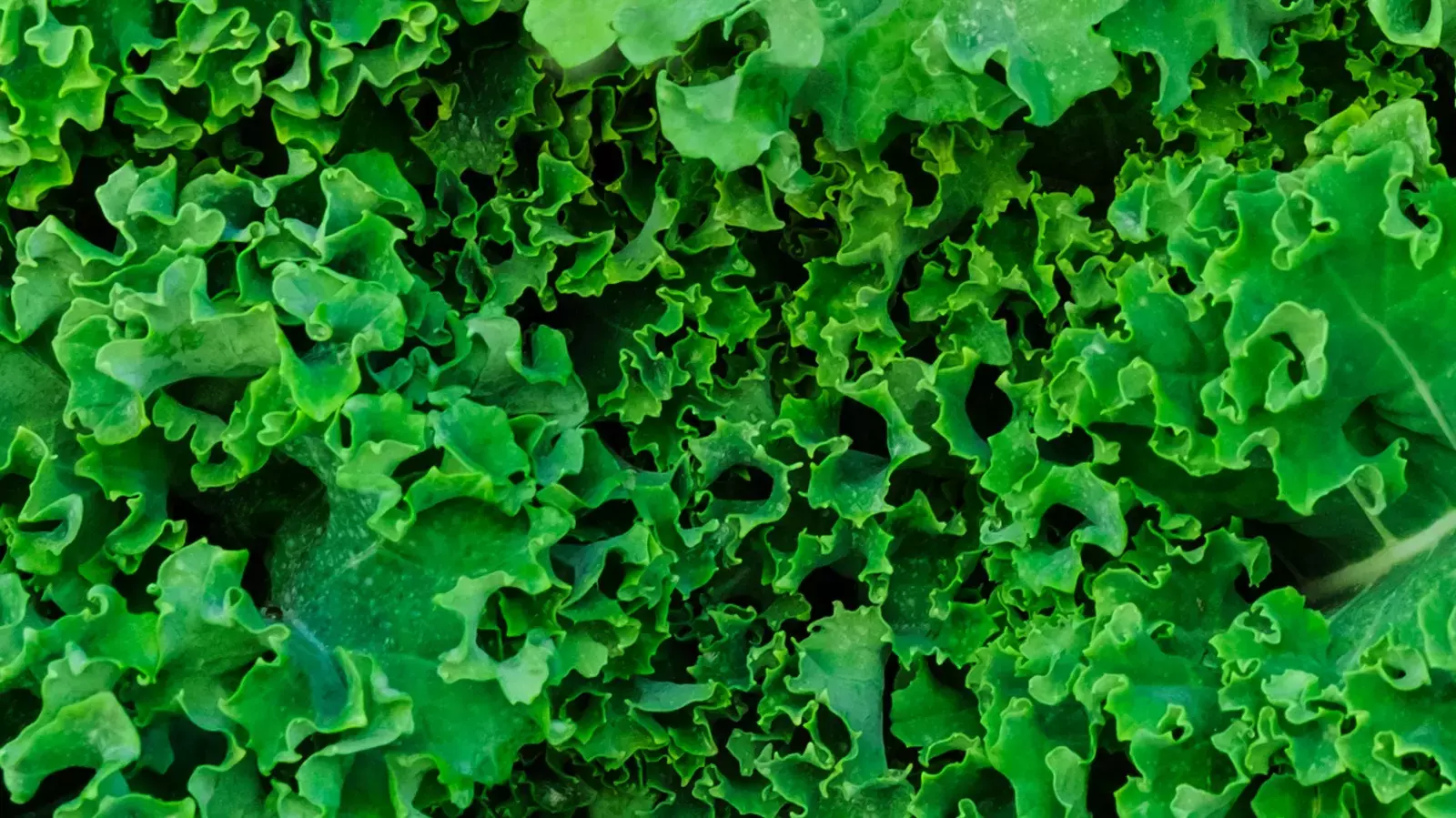 Folhas verdes de hortaliças