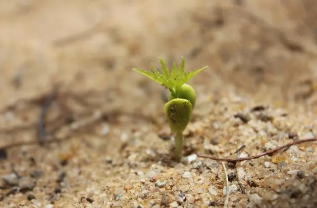 Tipos de Fertilizantes — Quais São e Como Escolher