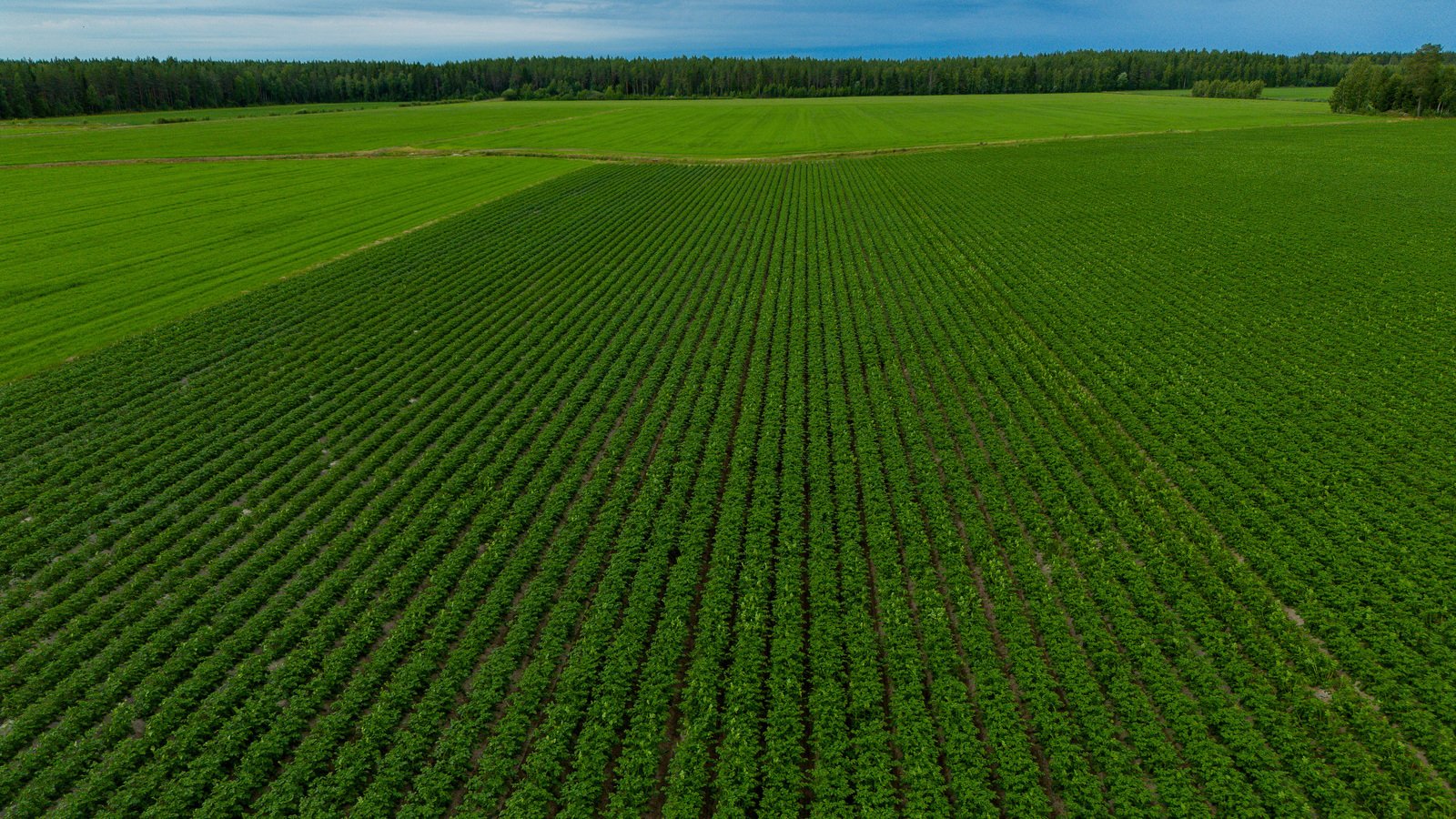 YaraLiva para batata