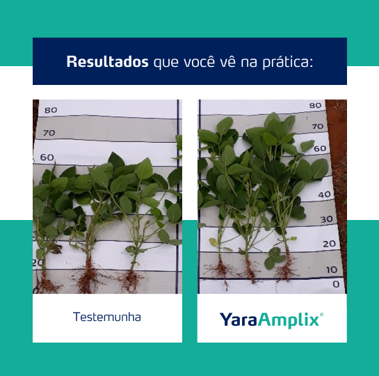 Resultado YaraAmplix BIOTRAC