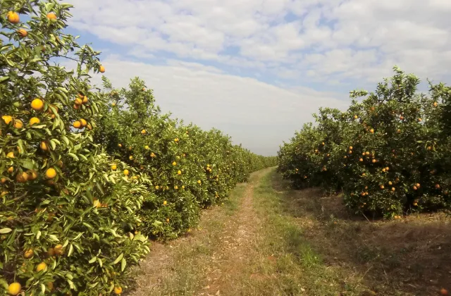 plantação de laranjas