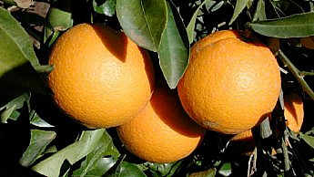 A casca de laranjas maduras torna-se laranja-claro em climas mediterrâneos.