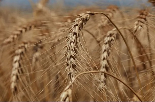 Sanidade foliar na cultura do trigo: entenda